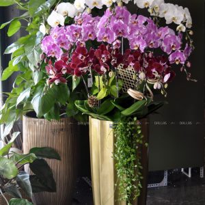 Chậu Lan Hồ Điệp Đa Sắc 15 Cành (Đ15-Mix1/03/CP)