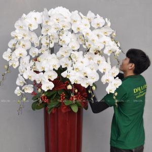 Lan Hồ Điệp Trắng Chậu Premium Được Thiết Kế Sang Trọng 15 Cành (Đ15-TR1/01/CP)