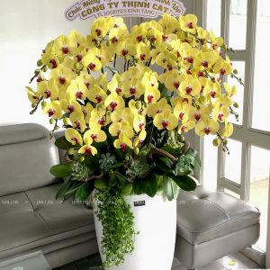 Lan Hồ Điệp Vàng Chậu Cao Cấp 20 Cành (Đ20-V1/01/C)