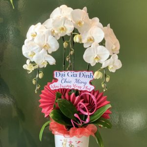 Chậu Lan Hồ Điệp Trắng 3 Cành (Đ3-TR1/04)