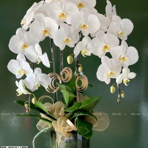 Chậu Lan Hồ Điệp Trắng 3 Cành (Đ3-TR1/05)