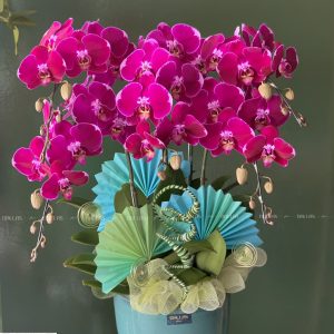 Chậu Lan Hồ Điệp Đột Biến Tím 5 Cành (Đ5_ĐB1/07)
