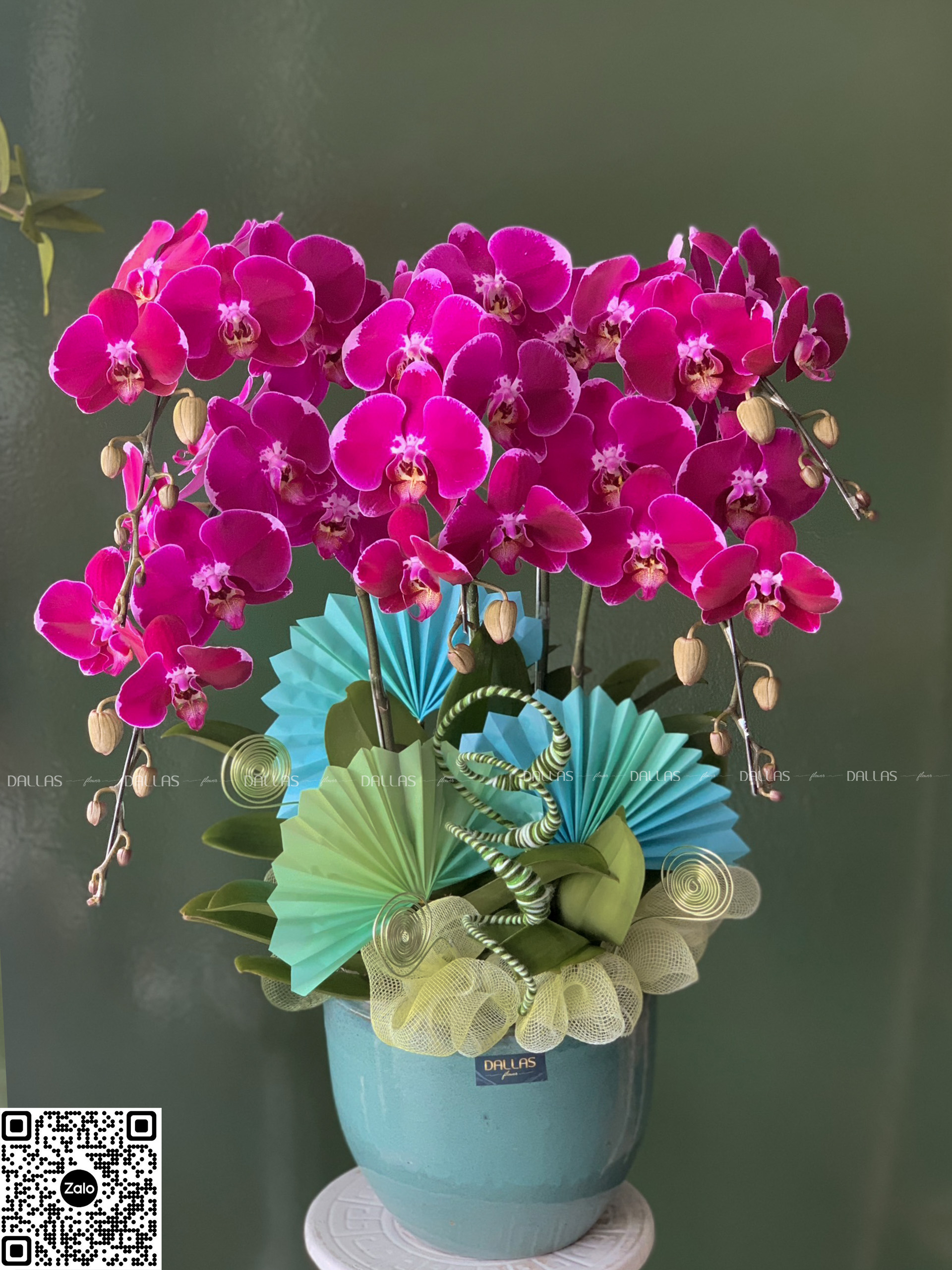 Chậu Lan Hồ Điệp Đột Biến Tím 5 Cành (Đ5_ĐB1/07) Chậu Lan Hồ Điệp Đột Biến Tím 5 Cành (Đ5_ĐB1/07)