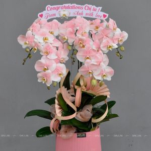 Chậu Lan Hồ Điệp Hồng Pastel 5 Cành (Đ5-NH1/01)