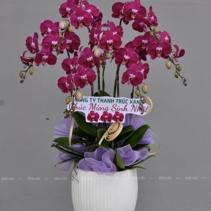 Chậu Lan Hồ Điệp Đột Biến Tím 7 Cành (Đ7-ĐB1/01)