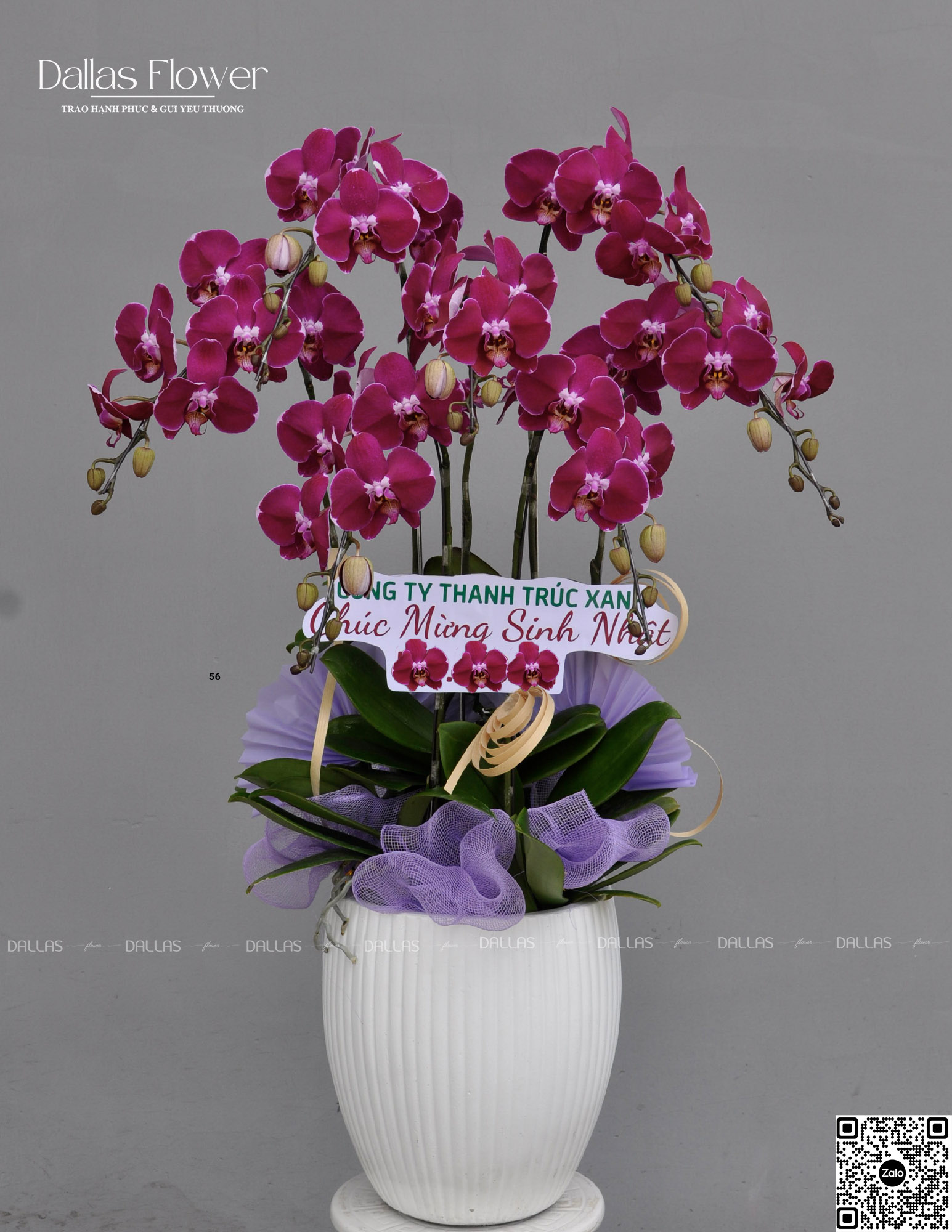 Chậu Lan Hồ Điệp Đột Biến Tím 7 Cành (Đ7-ĐB1/01) Chậu Lan Hồ Điệp Đột Biến Tím 7 Cành (Đ7-ĐB1/01)