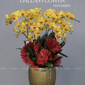 Lan Hồ Điệp - Phalaenopsis thường mọc trên các cây và đá ở các khu rừng nhiệt đới ở Châu Á và Úc. Vào thế kỷ 18, những người châu Âu đã mang Phalaenopsis về các nước của họ, nơi loài hoa này được trồng thành công và trở thành một loài cây nội thất phổ biến Với vẻ đẹp tinh tế, sang trọng, cánh hoa mềm mại và cấu trúc kiêu kỳ, phức tạp, Lan Hồ Điệp sở hữu một vẻ đẹp mê hoặc độc đáo. Theo quan niệm của người phương Đông, những cây Phalaenopsis có cánh hoa tròn trịa, cành lá xanh tươi, đối xứng và có màu sắc tươi sáng, bền bỉ chính là biểu tượng của sự thuận lợi và phát triển thịnh vượng. Chính vì vẻ đẹp yêu kiều và ý nghĩa tượng trưng này, Lan Hồ Điệp trở thành sự lựa chọn hoàn hảo để trang trí trong ngày đầu xuân, khai trương, sự kiện chúc mừng hay làm quà biếu tặng cho những người thân yêu. Lan Hồ Điệp - Phalaenopsis là một loài hoa đẹp và có nhiều ý nghĩa tinh tế trong văn hóa và cuộc sống của con người. Với vẻ ngoài thanh lịch và sắc màu tinh tế, hoa lan hồ điệp mang những ý nghĩa riêng trong cuộc sống: 1.Ý Nghĩa Phong Thủy: Trong phong thủy, những cây Lan hồ điệp có đặc điểm như cánh hoa tròn trịa, cành lá xanh tươi, đối xứng và màu sắc tươi sáng, bền bỉ được xem là biểu tượng của sự cân bằng, thuận lợi và thịnh vượng. Nhờ vẻ đẹp tinh tế, sang trọng cùng ý nghĩa biểu tượng của sự thịnh vượng, thành công và sự phát triển vượt bậc. 2. Ý Nghĩa Tâm Linh : Trong nhiều nền văn hóa, hoa lan hồ điệp được coi là biểu tượng của sự thanh khiết, sự cân bằng và sự sáng suốt. Với vẻ đẹp tinh tế và thanh cao, hoa lan gắn liền với những giá trị tinh thần như sự tái sinh, trường thọ và sự sống. 3. Ý Nghĩa Về Tình Yêu: Hoa lan hồ điệp cũng được xem là biểu tượng của tình yêu, sự quyến rũ và sự say đắm. Nó thể hiện sự trung thành, chung thủy và sự hiểu biết trong các mối quan hệ. Hoa lan còn gợi lên sự tinh tế, dịu dàng và sự kính trọng. 4. Ý Nghĩa Trong Nghề Nghiệp: Trong lĩnh vực nghề nghiệp, hoa lan hồ điệp biểu trưng cho sự thành công, hy vọng và sự phát triển. Nó thể hiện sự chuyên nghiệp, tài năng và tinh thần làm việc chăm chỉ. Hoa lan còn gắn liền với sự sáng tạo, đổi mới và khát vọng vươn lên. 5. Ý Nghĩa Trong Hôn Nhân : Trong cuộc sống gia đình, hoa lan hồ điệp thể hiện sự hòa hợp, ấm áp và sự chăm sóc. Nó còn là biểu tượng của sự tái sinh, sự lan tỏa và sự gắn kết gia đình. Hoa lan được xem là cách thể hiện sự quý trọng và tôn vinh các giá trị gia đình. Tóm lại, hoa lan hồ điệp mang nhiều ý nghĩa phong phú và tinh tế, từ tâm linh, tinh thần đến tình yêu, nghề nghiệp và gia đình. Với vẻ đẹp thanh cao và ý nghĩa biểu trưng sâu sắc, hoa lan góp phần tô điểm và nâng cao giá trị cuộc sống con người. 1. Lan Hồ Điệp Vàng: Lan hồ điệp vàng là biểu tượng của sự sung túc, thịnh vượng và tài lộc cho gia chủ. Ngoài ra, màu vàng còn mang thông điệp của sự ấm áp, vui vẻ và lạc quan. Vì vây, Đây là màu sắc tuyệt vời để lựa chọn hoa trong dịp tặng khai trương, hoa chúc mừng sinh nhật hay hoa sinh nhật. 2. Lan Hồ Điệp Trắng: Lan hồ điệp trắng thể hiện sự tinh khiết, thánh thiện và mới mẻ. Màu trắng cũng biểu trưng cho sự tươi mới, khởi đầu và sự trong trẻo. Đây là một lựa chọn hoàn hảo để tặng người thân, đối tác. 3. Lan Hồ Điệp Tím: Lan hồ điệp tím là biểu tượng của sự sang trọng, quyền quý và hoàng gia. Màu tím cũng thể hiện sự mơ mộng, tinh tế và sự kỳ diệu. Đây là một lựa chọn tuyệt vời để tặng cho người phụ nữ bạn thương. 4. Lan Hồ Điệp Hồng: Lan hồ điệp hồng thể hiện tình yêu, sự ngọt ngào và nữ tính. Màu hồng cũng biểu trưng cho sự dịu dàng, thân thiện và sự trìu mến. Đây là một món quà lý tưởng để tặng người yêu hoặc bạn gái. 5. Lan Hồ Điệp Cam: Lan hồ điệp cam thể hiện sự vui vẻ, nhiệt tình và sự lạc quan. Màu cam cũng biểu trưng cho sự sôi nổi, sự chào đón và sự thích thú. Đây là một lựa chọn tuyệt vời để tặng cho những người đồng nghiệp, đối tác năng động và yêu thích cuộc sống. 6. Lan Hồ Điệp Đỏ: Lan hồ điệp đỏ là biểu tượng của tình yêu, đam mê và sự quyến rũ. Màu đỏ cũng thể hiện sự can đảm, sức mạnh và sự quyết tâm. Đây là một món quà ý nghĩa để tặng cho người yêu hoặc người quan trọng trong cuộc đời bạn. 7. Lan Hồ Điệp Xanh Táo : Lan hồ điệp xanh táo thể hiện sự trẻ trung, tươi mới và sự phát triển. Màu xanh táo cũng biểu trưng cho sự tươi sáng, sức sống và sự khỏe mạnh. Đây là một lựa chọn tuyệt vời để tặng cho những người trẻ tuổi hoặc những ai đang ở giai đoạn mới của cuộc sống. 8. Lan Hồ Điệp Xanh Dương: Lan hồ điệp xanh dương là biểu tượng của sự trung thực, sự ổn định và sự tin tưởng. Màu xanh dương cũng thể hiện sự thư thái, sự sâu sắc và sự bình tĩnh. Đây là một món quà ý nghĩa để tặng cho những người đáng tin cậy và đáng kính. 9. Lan Hồ Điệp Màu Vàng Gold: Màu vàng gold thường được mang thông điệp phú quý, tiền tài trong cuộc sống. Màu vàng gold mang vẻ đẹp sang trọng, quý phái, Nó thường được sử dụng để trang trí cho các sự kiện khai trương, chúc mừng hay các lễ nghi long trọng. 10. Lan Hồ Điệp Hồng Pastel : Lan hồ điệp hồng pastel là biểu tượng của sự nữ tính, lãng mạn và thanh tao. Màu hồng nhạt mang đến cảm giác dịu dàng, ấm áp và tinh tế. Loài hoa này thể hiện vẻ đẹp tinh khôi của tự nhiên, đồng thời gợi lên những tình cảm ngọt ngào và sự an yên. Trên đây là một số ý nghĩa của các màu sắc phổ biến của lan hồ điệp. Hãy liên hệ với Dallas Flower để được tư vấn và lựa chọn những bông hoa ý nghĩa nhất nhé!Sau khi nhận được những bó hoa tươi đẹp, việc chăm sóc hoa đúng cách là vô cùng quan trọng để giữ cho hoa tươi lâu và duy trì vẻ đẹp nguyên vẹn. Dưới đây team nhà Dallas chia sẻ chi tiết về cách chăm sóc hoa, bao gồm cả những lưu ý đặc biệt khi chăm sóc hoa lan. 1. Vị Trí Đặt Hoa : Sau khi nhận hoa, bạn nên đặt chậu hoa ở nơi thoáng mát, tránh ánh nắng trực tiếp, quạt và máy lạnh. Ánh nắng mặt trời, luồng gió mạnh và nhiệt độ lạnh có thể gây sốc và làm hoa nhanh tàn. Lan hồ điệp là giống cây ưu sáng nhưng không cần ánh nắng trực tiếp. 2. Nhiệt Độ Thích Hợp Để Hoa Tươi Lâu: Nhiệt độ thích hợp để hoa tươi lâu là từ 21 độ C đến 26 độ C, đây là nhiệt độ phòng ổn định trong suốt thời gian trưng hoa. Nhiệt độ trong khoảng này sẽ giúp hoa giữ được sức sống và độ bền màu của hoa lâu hơn. 3. Cách Tưới Nước Cho Hoa : Tưới nước: Từ 3-5 ngày/ lần nếu nắng gắt hoặc 1 tuần/ lần nếu thời tiết mát mẻ, tưới lượng nước khoản bằng 1 ly nhỏ (5ml) vào thẳng gốc tránh tưới trực tiếp vào hoa, lá, kẹt lá. ( nước tưới vào hoa và kẹt lá sẽ gây hiện tượng sốc nhiệt hoặc úng lá ) Bằng cách chăm sóc hoa đúng cách về vị trí, nhiệt độ và cách tưới nước, bạn sẽ giúp hoa tươi lâu hơn và giữ được vẻ đẹp nguyên vẹn. Chậu Lan Hồ Điệp Vàng 9 Cành (Đ9_V1/01)