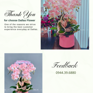 Chậu Lan Hồ Điệp Hồng Pastel 5 Cành (Đ5-NH1/01)