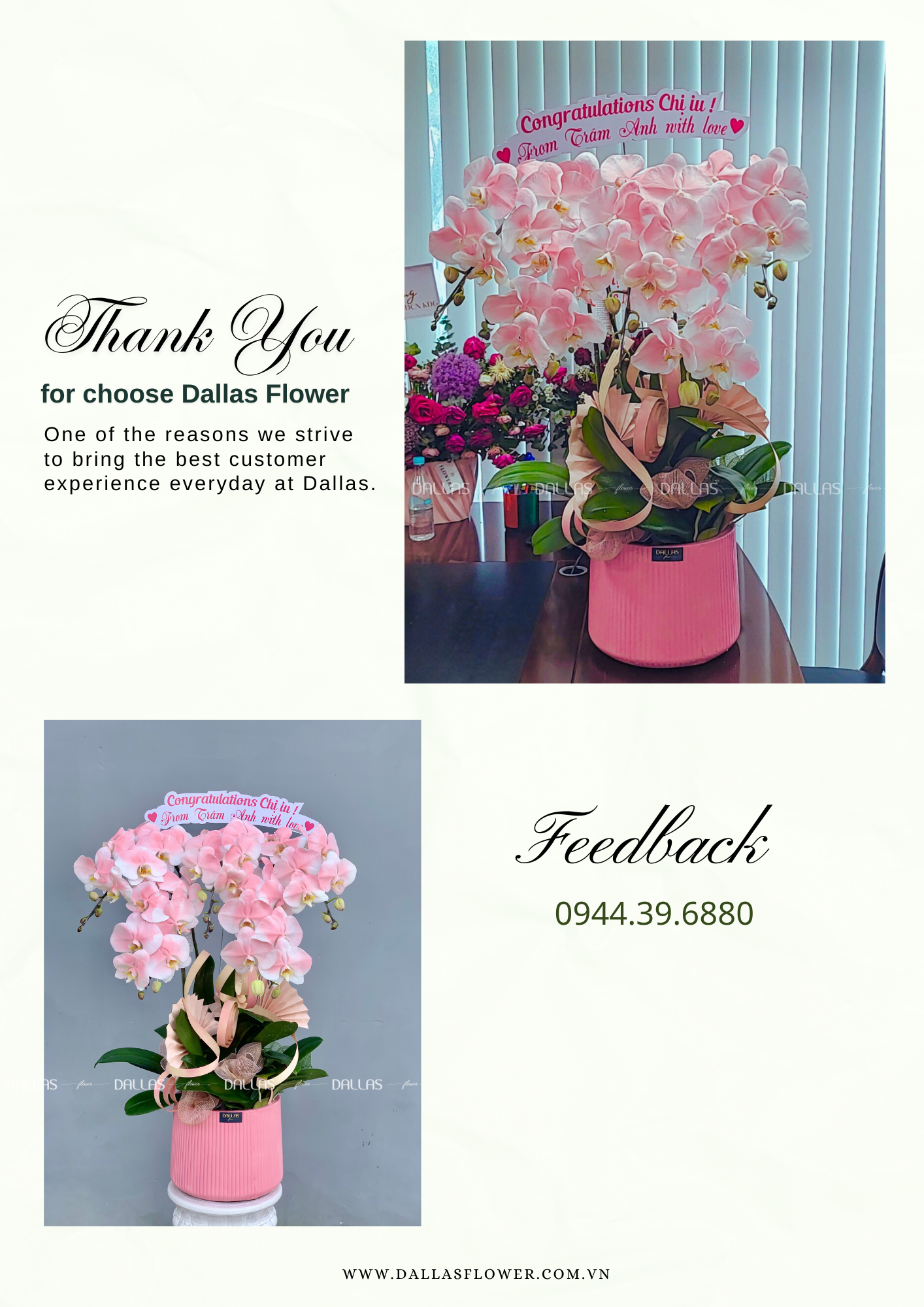 Chậu Lan Hồ Điệp Hồng Pastel 5 Cành (Đ5-NH1/01) Chậu Lan Hồ Điệp Hồng Pastel 5 Cành (Đ5-NH1/01)