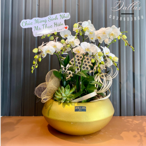 Chậu Lan Hồ Điệp Mini Trắng 8 Cành Đôi (M4-TR2/01)