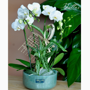 Chậu Lan Hồ Điệp Mini Trắng 4 Cành Đôi (M2-TR2/02)