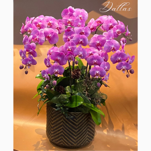 Chậu Lan Hồ Điệp Hồng 7 Cành (Đ7-H1/01)