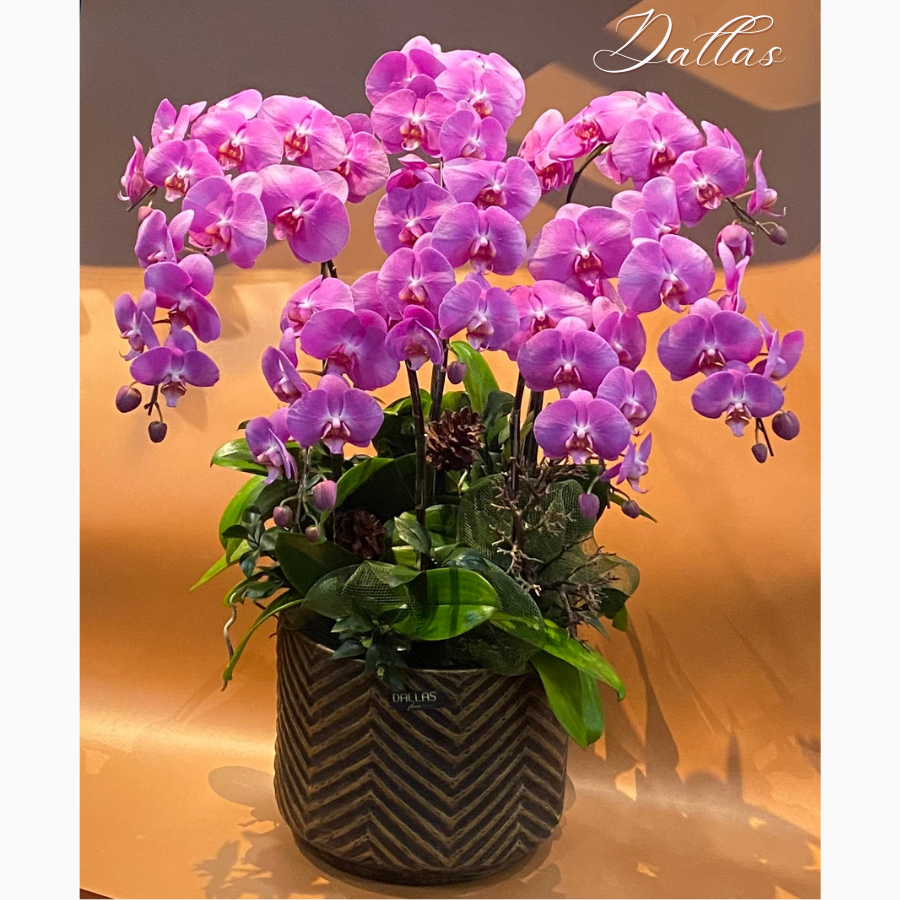 Chậu Lan Hồ Điệp Hồng 7 Cành (Đ7-H1/01) Chậu Lan Hồ Điệp Hồng 7 Cành (Đ7-H1/01)