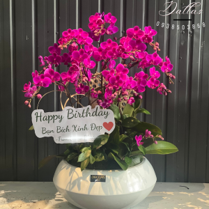 Chậu Lan Hồ Điệp Mini Tím 12 Cành Đôi (M6-TI2/03)