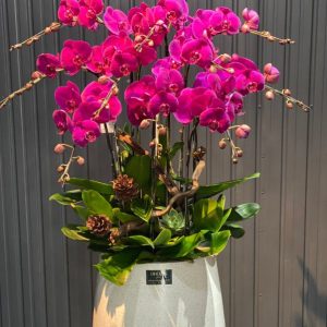 Chậu Lan Hồ Điệp Tím 10 Cành (Đ10-TI1/02)