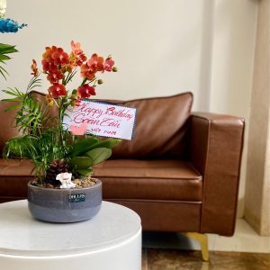 Chậu Lan Hồ Điệp Mini Cam 2 Cành Đôi (M1-C2/01)