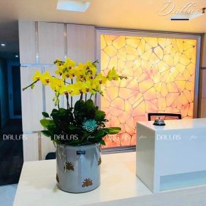 Chậu Lan Hồ Điệp Vàng 7 Cành (Đ7-V1/01)