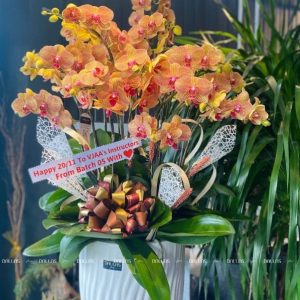 Chậu Lan Hồ Điệp Cam 12 Cành Đôi (Đ6-C2/01)