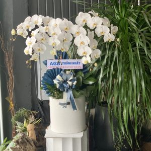 Chậu Lan Hồ Điệp Trắng 5 Cành (Đ5-TR1/03)
