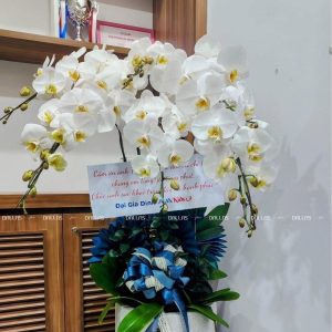 Chậu Lan Hồ Điệp Trắng 8 Cành (Đ8-TR1/01)