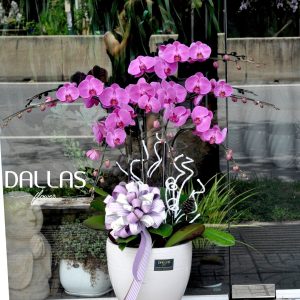 Chậu Lan Hồ Điệp Hồng 5 Cành (Đ5-H1/09)
