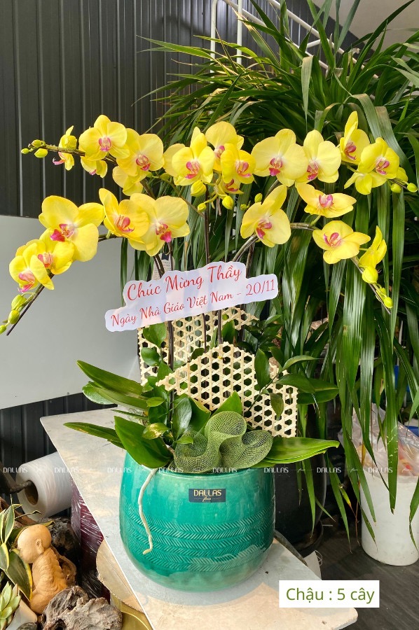 Chậu Lan Hồ Điệp Vàng 5 Cành (Đ5-V1/03) Chậu Lan Hồ Điệp Vàng 5 Cành (Đ5-V1/03)