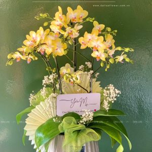 Chậu Lan Hồ Điệp Mini Vàng 4 Cành Đôi (M2-V2/02)