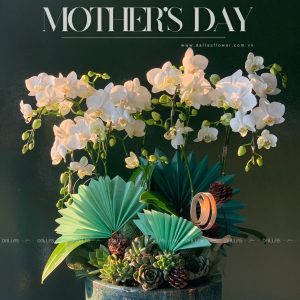 Chậu Lan Hồ Điệp Mini Trắng 4 Cành (M4-TR1/01)