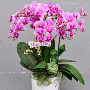 Chậu Lan Hồ Điệp Mini Tím 4 Cành Đôi (M2-TI2/03)