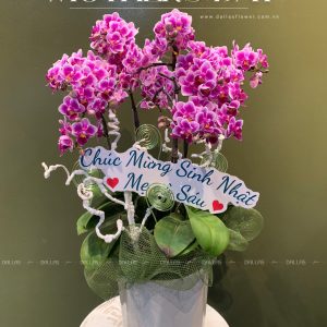 Chậu Lan Hồ Điệp Mini Tím 4 Cành Đôi (M2-TI2/02)