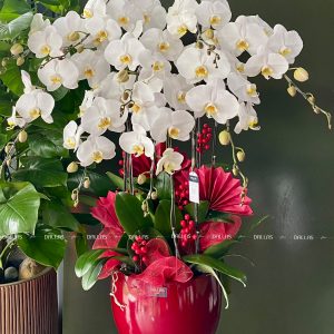 Chậu Lan Hồ Điệp Trắng 10 Cành (Đ10-TR1/06)