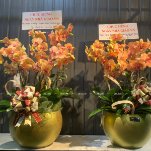 Chậu Lan Hồ Điệp Cam Sọc 10 Cành Đôi (Đ5-C2/01)