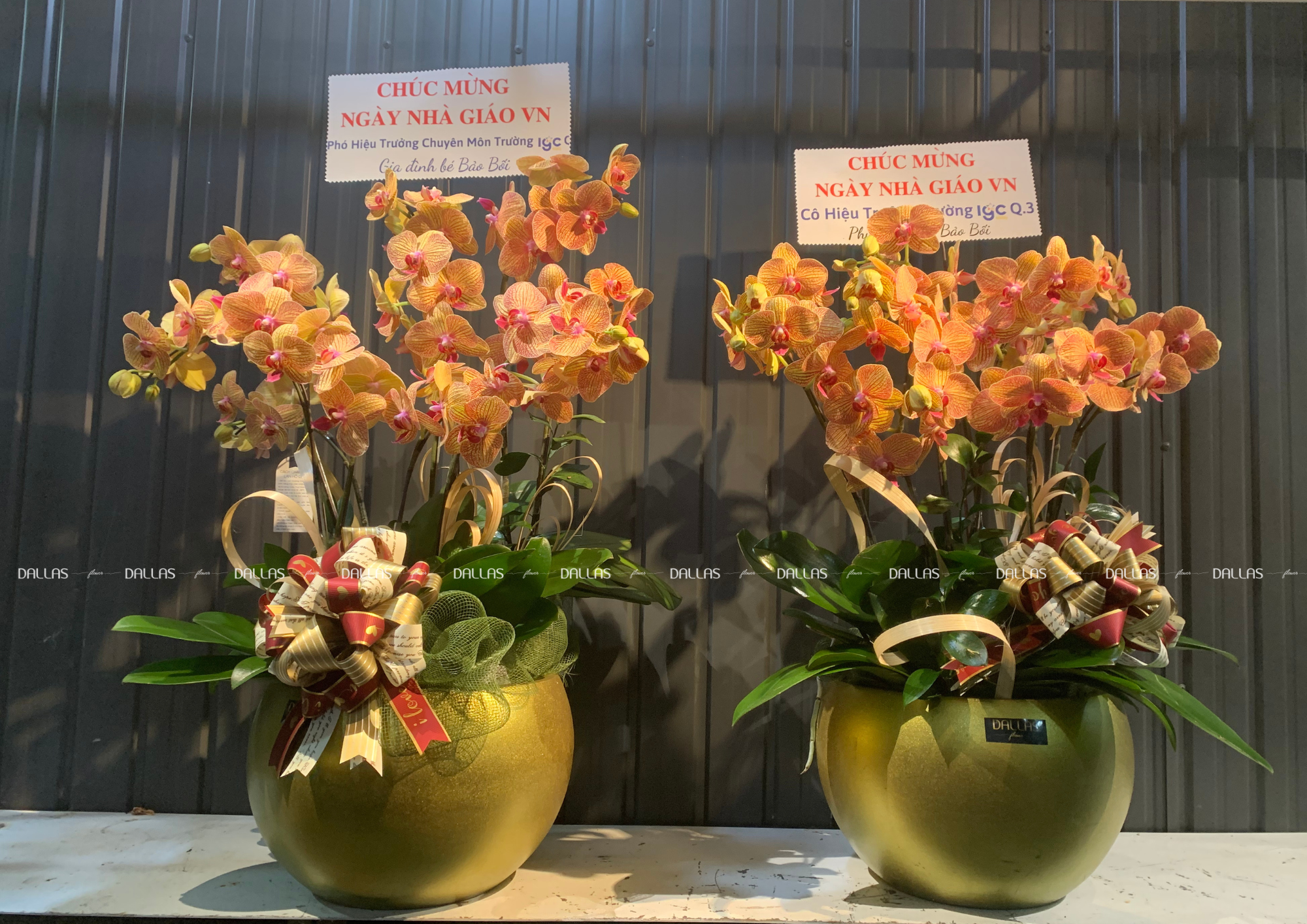 Chậu Lan Hồ Điệp Cam Sọc 10 Cành Đôi (Đ5-C2/01) Chậu Lan Hồ Điệp Cam Sọc 10 Cành Đôi (Đ5-C2/01)