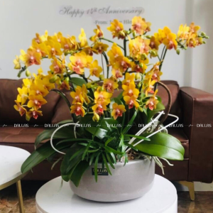 Chậu Lan Hồ Điệp Mini Vàng 10 Cành Đôi (M5-V2/03)