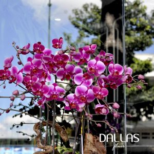 Chậu Lan Hồ Điệp Tím 5 Cành (Đ5-TI1/01)