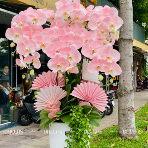 Chậu Lan Hồ Điệp Hồng Pastel 6 Cành (Đ6-NH1/01)
