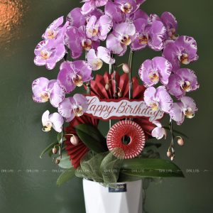 Chậu Lan Hồ Điệp Hồng Bản Đồ 3 Cành (Đ3_H1/02)