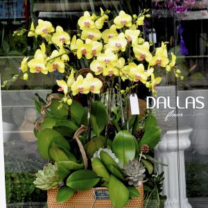 Lan Hồ Điệp Vàng Chậu Mây 10 Cành (Đ10-V1/02)