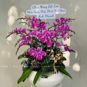 Chậu Lan Hồ Điệp Mini Tím 12 Cành Đôi (M6-TI2/01)