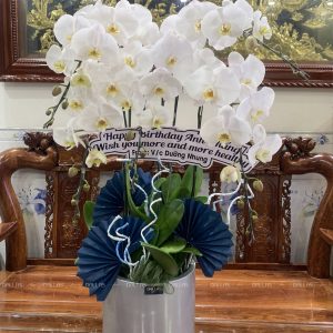 Chậu Lan Hồ Điệp Trắng 5 Cành (Đ5-TR1/06)