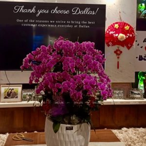 Chậu Lan Hồ Điệp Mini Tím 20 Cành Đôi (M10-TI2/01)