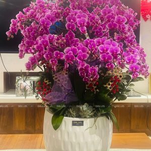 Chậu Lan Hồ Điệp Mini Tím 20 Cành Đôi (M10-TI2/01)