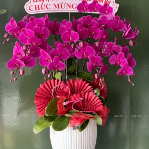 Chậu Lan Hồ Điệp Đỏ Ớt 9 Cành (Đ9-ĐO1/2)