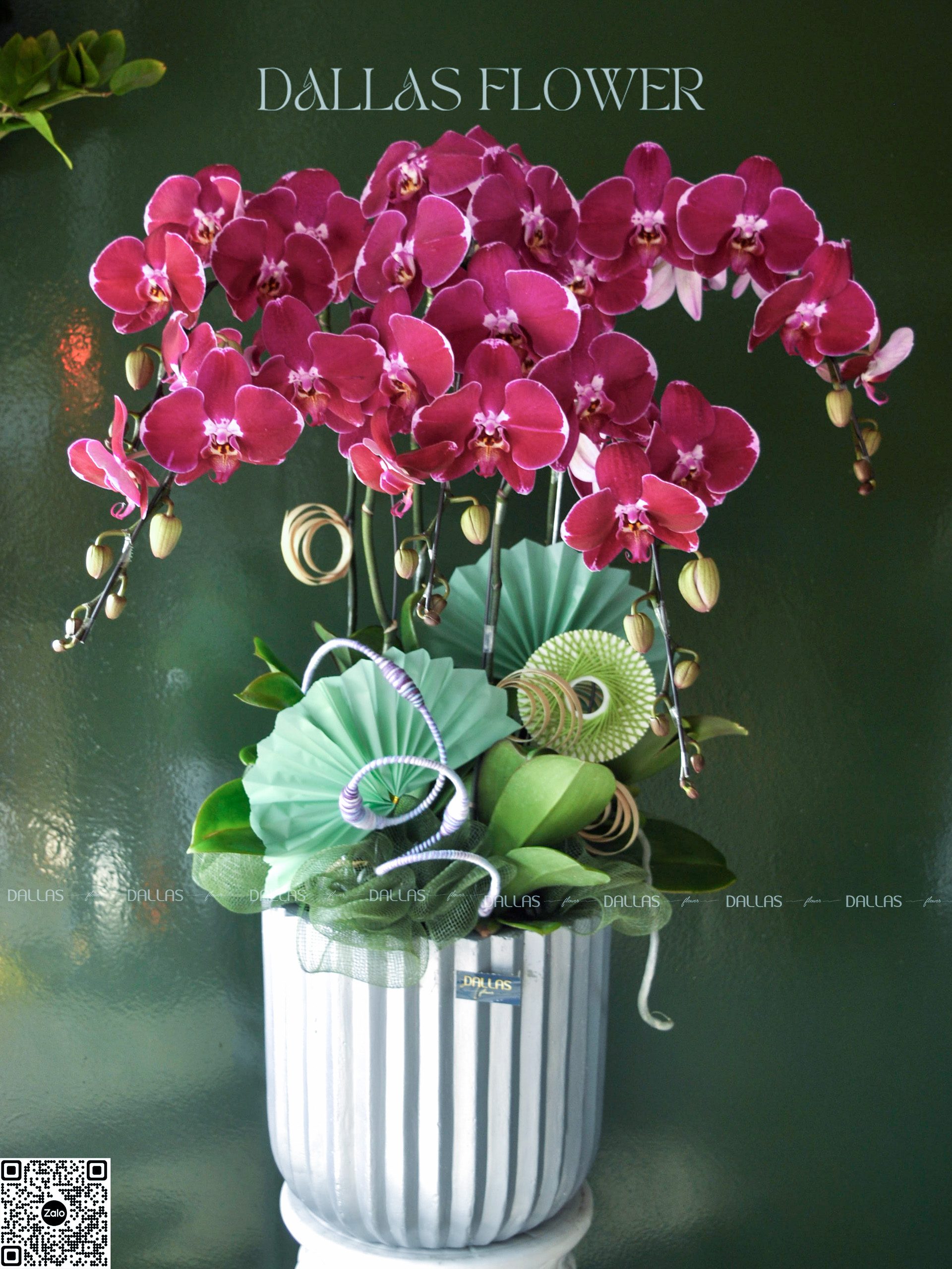 Chậu Lan Hồ Điệp Đột Biến Tím 5 Cành (Đ5-ĐB1/03) Chậu Lan Hồ Điệp Đột Biến Tím 5 Cành (Đ5-ĐB1/03)