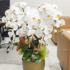 Chậu Lan Hồ Điệp Trắng 5 Cành (Đ5-TR1/12)