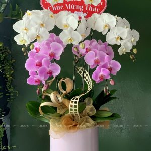 Chậu Lan Hồ Điệp Trắng Hồng 5 Cành (Đ5-Mix1/06)