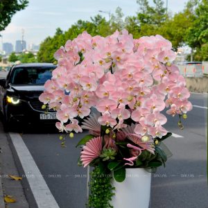 Chậu Lan Hồ Điệp Hồng Pastel 10 Cành (Đ10-NH1/01/CP)