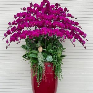 Chậu Lan Hồ Điệp Tím 30 Cành (Đ30-TI1/01/C)