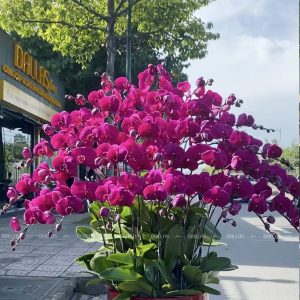 Chậu Lan Hồ Điệp Tím 30 Cành (Đ30-TI1/01/C)