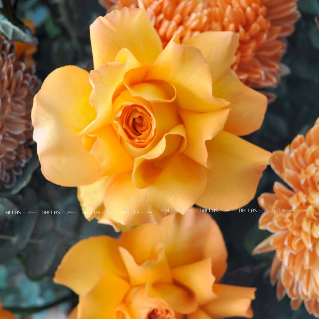 dallas-dallasflower-Lẵng Hoa Chúc Mừng Lan Hồ Điệp và Cúc Mẫu Đơn - L004 dallas-dallasflower-Lẵng Hoa Chúc Mừng Lan Hồ Điệp và Cúc Mẫu Đơn - L004